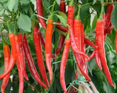 Mirch ka bhav huaa aaj 89999 rupay kwintal.