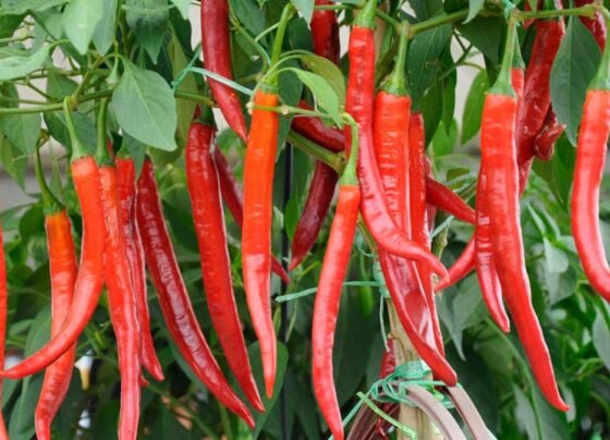 Mirch ka bhav huaa aaj 89999 rupay kwintal.