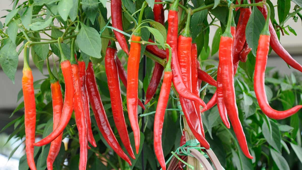 मिर्च का भाव  हुआ आज  89999 रुपये क्विंटल , जल्द ही एक लाख रुपये के पार पहुंचने की है उम्मीद, Mirch ka bhav huaa aaj 89999 rupay kwintal.