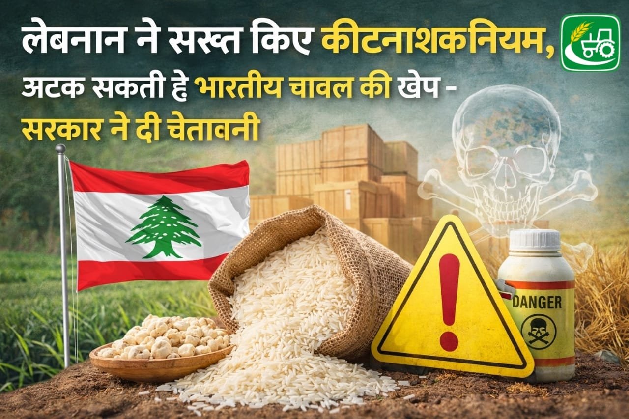 लेबनान ने सख्त किए कीटनाशक नियम, अटक सकती हैं भारतीय चावल की खेपें- सरकार ने दी चेतावनी Lebnan ne sakht kiye kitnaashk niyam, atak sakti hai bhartiy chawal ki khenpe – sarkar ne di chetavani