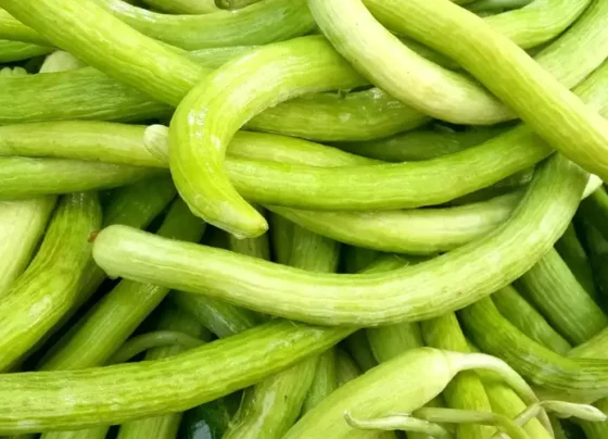 Fabruary-march me kare kakdi ki buwai,jane unnat kisme or sahi buwai ka tarika