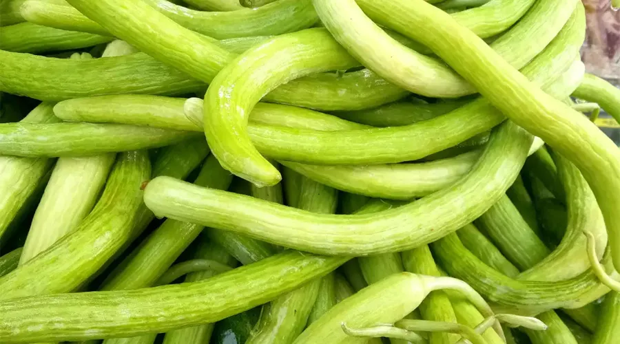 फरवरी-मार्च में करें ककड़ी की बुवाई, जानें उन्नत किस्में और सही बुवाई का तरीका Fabruary-march me kare kakdi ki buwai,jane unnat kisme or sahi buwai ka tarika…