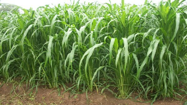 Green Fodder Issue In Summer