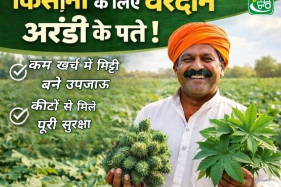 Kisano ke liye vardaan arandi ke patte , kam khrch me mitti bane upjaau or kito se mile puri surksha