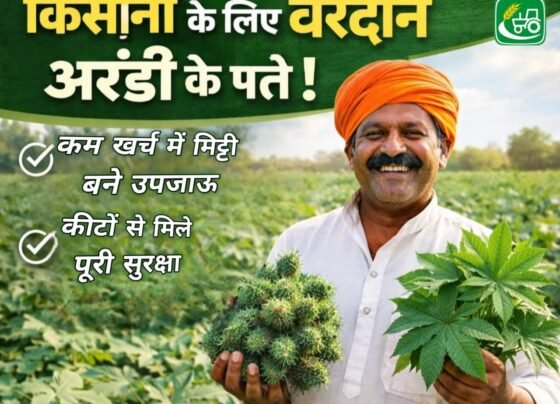 Kisano ke liye vardaan arandi ke patte , kam khrch me mitti bane upjaau or kito se mile puri surksha