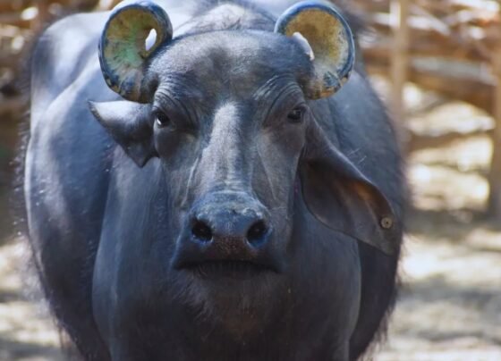 garmi me bhi bhais degi bharpur dudh namak , khali-chokar ka samjh lo ganit