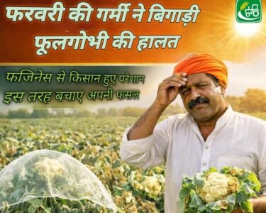 February ki garmi ne bigadi fulgobhi ki halat! Fazines se kisan hue pareshan , is tarh bachaye apni fasal