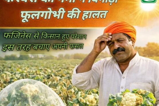 February ki garmi ne bigadi fulgobhi ki halat! Fazines se kisan hue pareshan , is tarh bachaye apni fasal