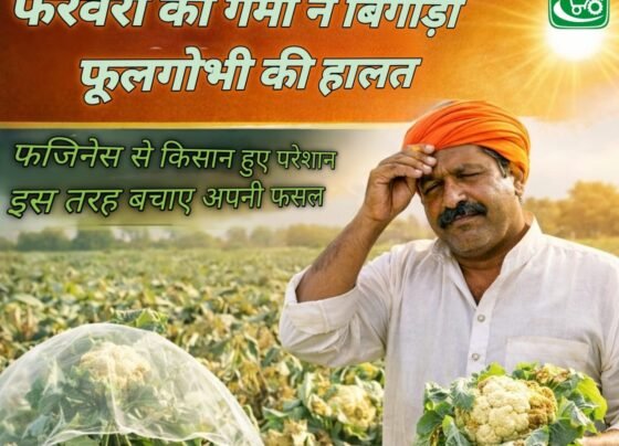 February ki garmi ne bigadi fulgobhi ki halat! Fazines se kisan hue pareshan , is tarh bachaye apni fasal