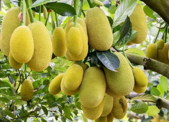 Katahal ke chote fal bar-bar gir rhe hai? february-march me ye 3 upaay kare, doguna hoga utpadan