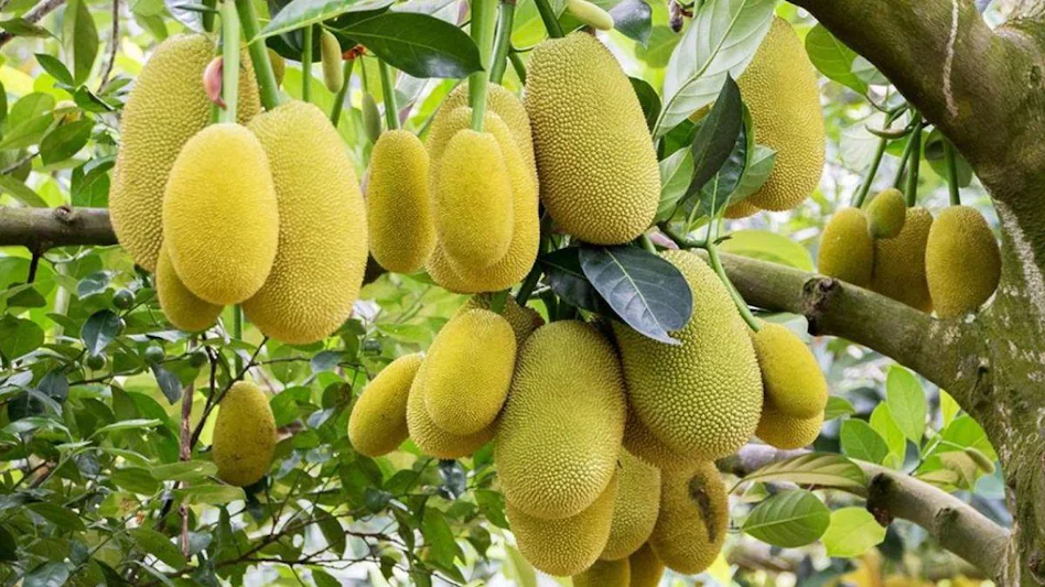 कटहल के छोटे फल बार-बार गिर रहे हैं? फरवरी-मार्च में बस ये 3 उपाय करें, दोगुना होगा उत्पादन! Katahal ke chote fal bar-bar gir rhe hai? february-march me ye 3 upaay kare, doguna hoga utpadan!