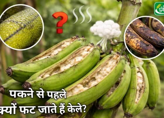 Pakhne se phale kyu fat jate hai kele