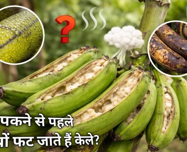 Pakhne se phale kyu fat jate hai kele