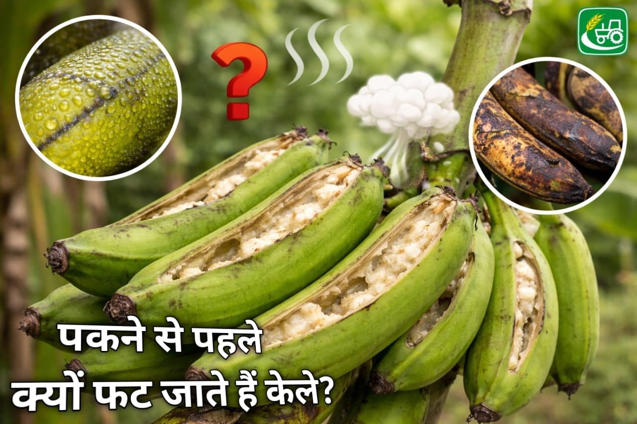 पकने से पहले क्यों फटते हैं केले ?जाने इससे बचने के तरीके और वजह Pakhne se phale kyu fat jate hai kele, jane isse bachne k tarike or vajah