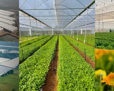 50 fisdi subside ke sath polyhouse kheti ka sunhara mouka