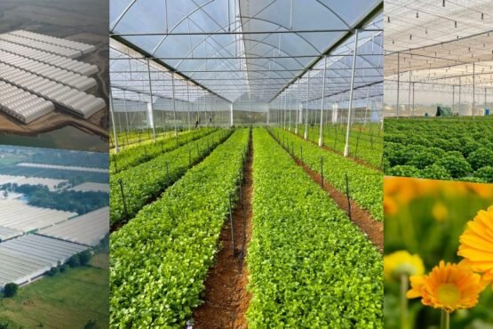 50 fisdi subside ke sath polyhouse kheti ka sunhara mouka