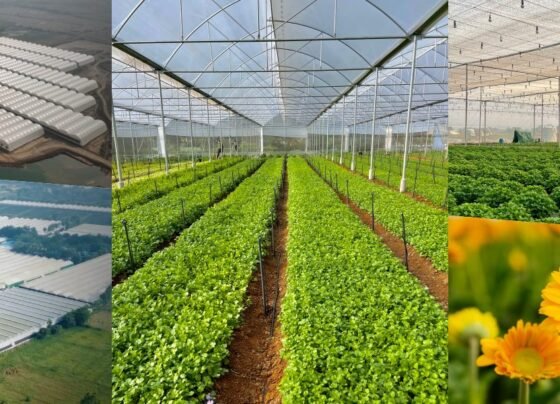 50 fisdi subside ke sath polyhouse kheti ka sunhara mouka