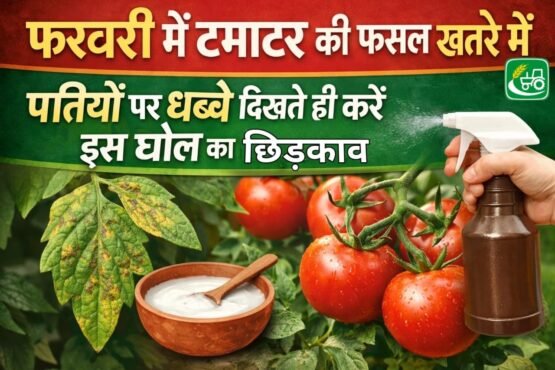 February me tamatar ki fasal khatre me, pattiyo par dabbe dikhte hi kare is goal ka chidkaav.