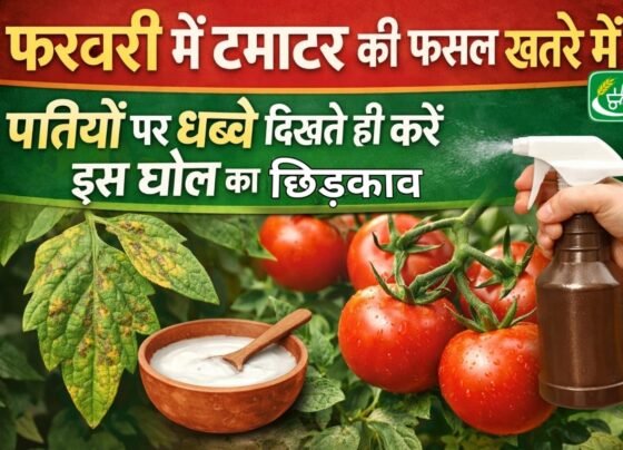 February me tamatar ki fasal khatre me, pattiyo par dabbe dikhte hi kare is goal ka chidkaav.