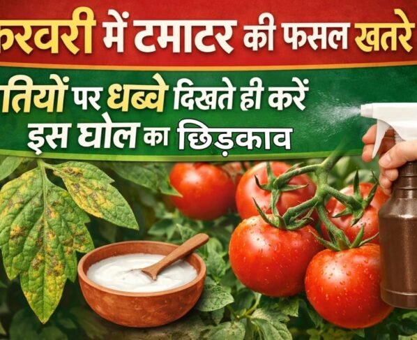 February me tamatar ki fasal khatre me, pattiyo par dabbe dikhte hi kare is goal ka chidkaav.