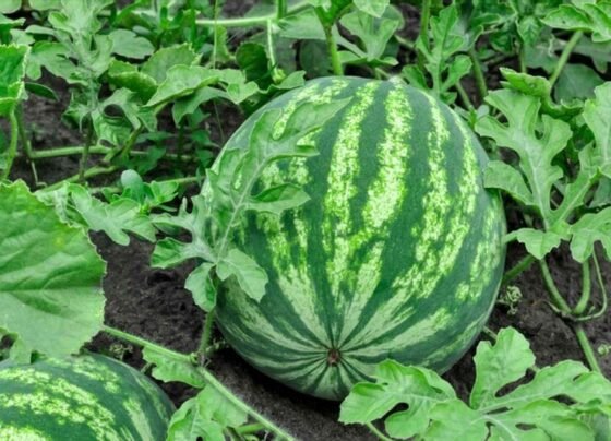 Aphids se lekar whitefly tak , tarbuz ko nuksan pahuchane wale kito se ese paaye chutkara