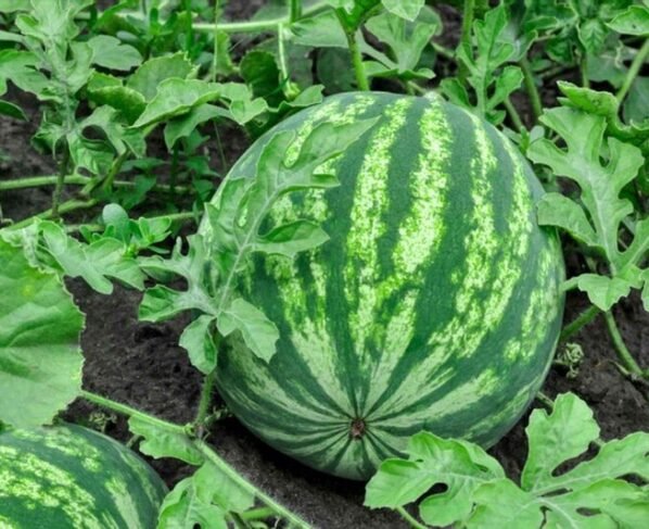 Aphids se lekar whitefly tak , tarbuz ko nuksan pahuchane wale kito se ese paaye chutkara