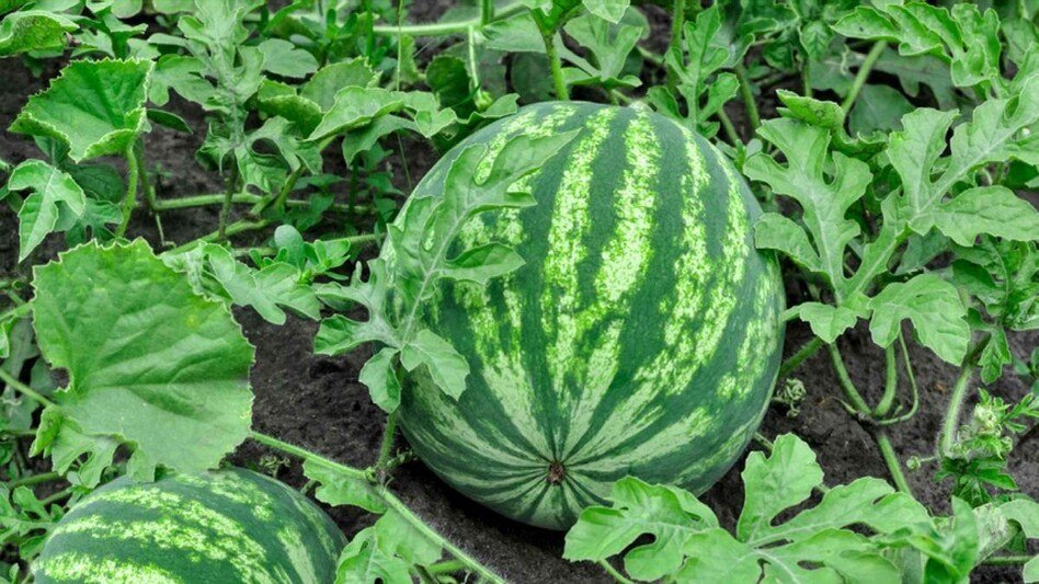 एफिड्स से लेकर व्हाइटफ्लाई तक, तरबूज को नुकसान पहुंचाने वाले कीटों से ऐसे पाएं छुटकारा Aphids se lekar whitefly tak , tarbuz ko nuksan pahuchane wale kito se ese paaye chutkara