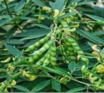 Arahar me daana bharte hi kare ye jaruri spre, daane banege mote , chamakdar or vajandaar