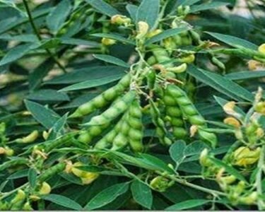 Arahar me daana bharte hi kare ye jaruri spre, daane banege mote , chamakdar or vajandaar