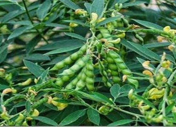 Arahar me daana bharte hi kare ye jaruri spre, daane banege mote , chamakdar or vajandaar