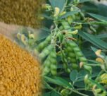 Arhar me mahu rog ka badha khtra , 50 fisadi tak kam ho sakti hai paidawar.. kare dawa ka chidkav