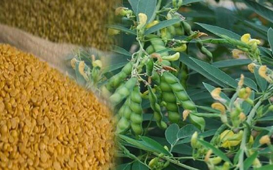 Arhar me mahu rog ka badha khtra , 50 fisadi tak kam ho sakti hai paidawar.. kare dawa ka chidkav