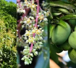 Aaam k phoolo ki sahi dekhbhal se badegi pedawaar