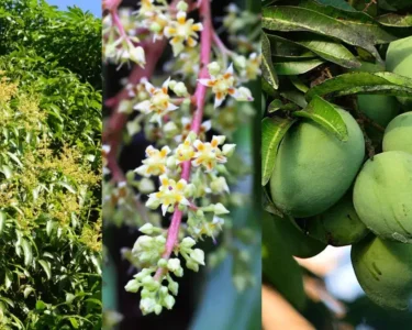 Aaam k phoolo ki sahi dekhbhal se badegi pedawaar