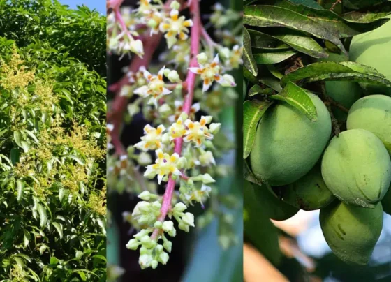 Aaam k phoolo ki sahi dekhbhal se badegi pedawaar