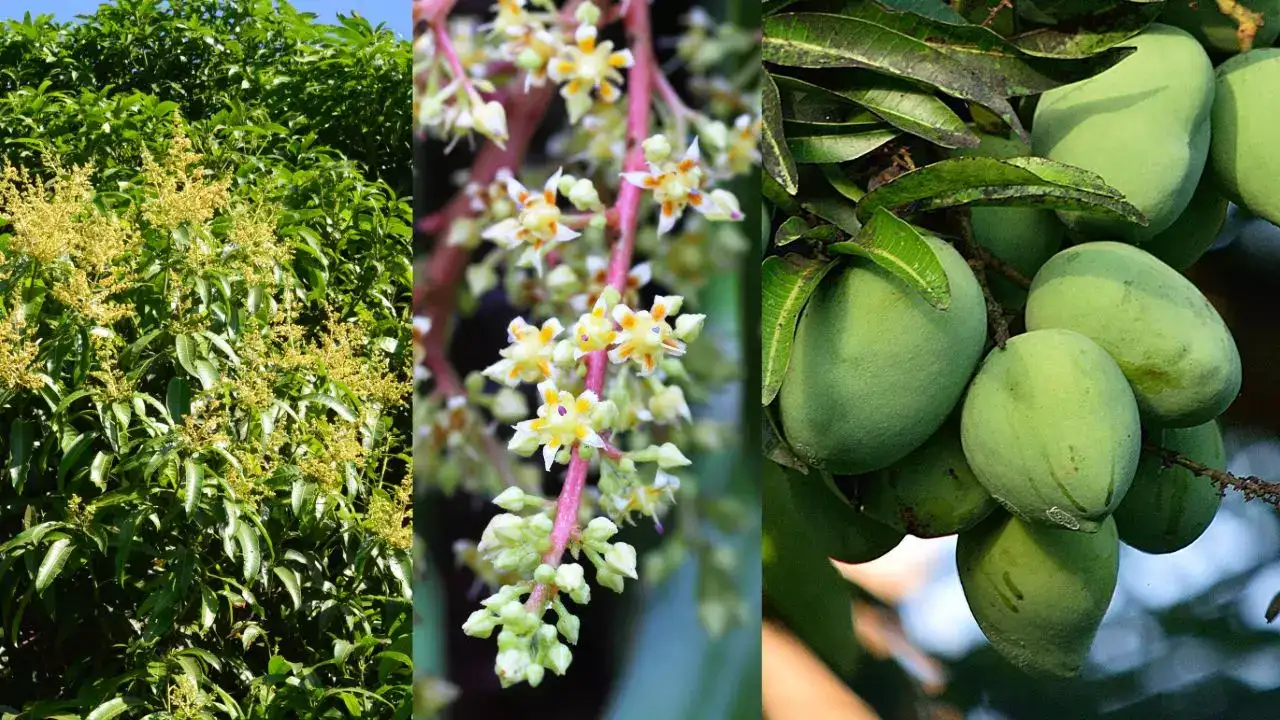 आम के फूलों की सही देखभाल से बढ़ेगी पैदावार, ऐसे बनाएं बाग को ज्यादा फलदार Aaam k phoolo ki sahi dekhbhal se badegi pedawaar.