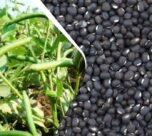 Gehu katai ke baad kisan udad ki in 5 top kismo ki kare buvai , 75 din me tayair ho jayegi fasal