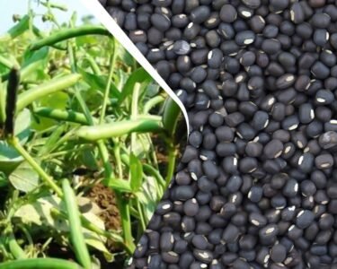 Gehu katai ke baad kisan udad ki in 5 top kismo ki kare buvai , 75 din me tayair ho jayegi fasal