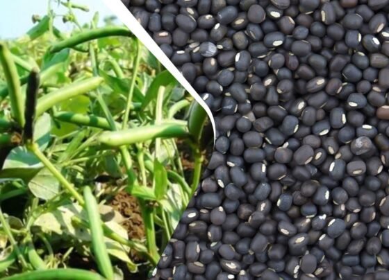 Gehu katai ke baad kisan udad ki in 5 top kismo ki kare buvai , 75 din me tayair ho jayegi fasal