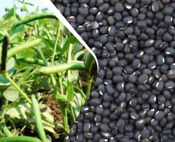 Gehu katai ke baad kisan udad ki in 5 top kismo ki kare buvai , 75 din me tayair ho jayegi fasal