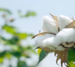 Record istar par pahucha kapas aayat