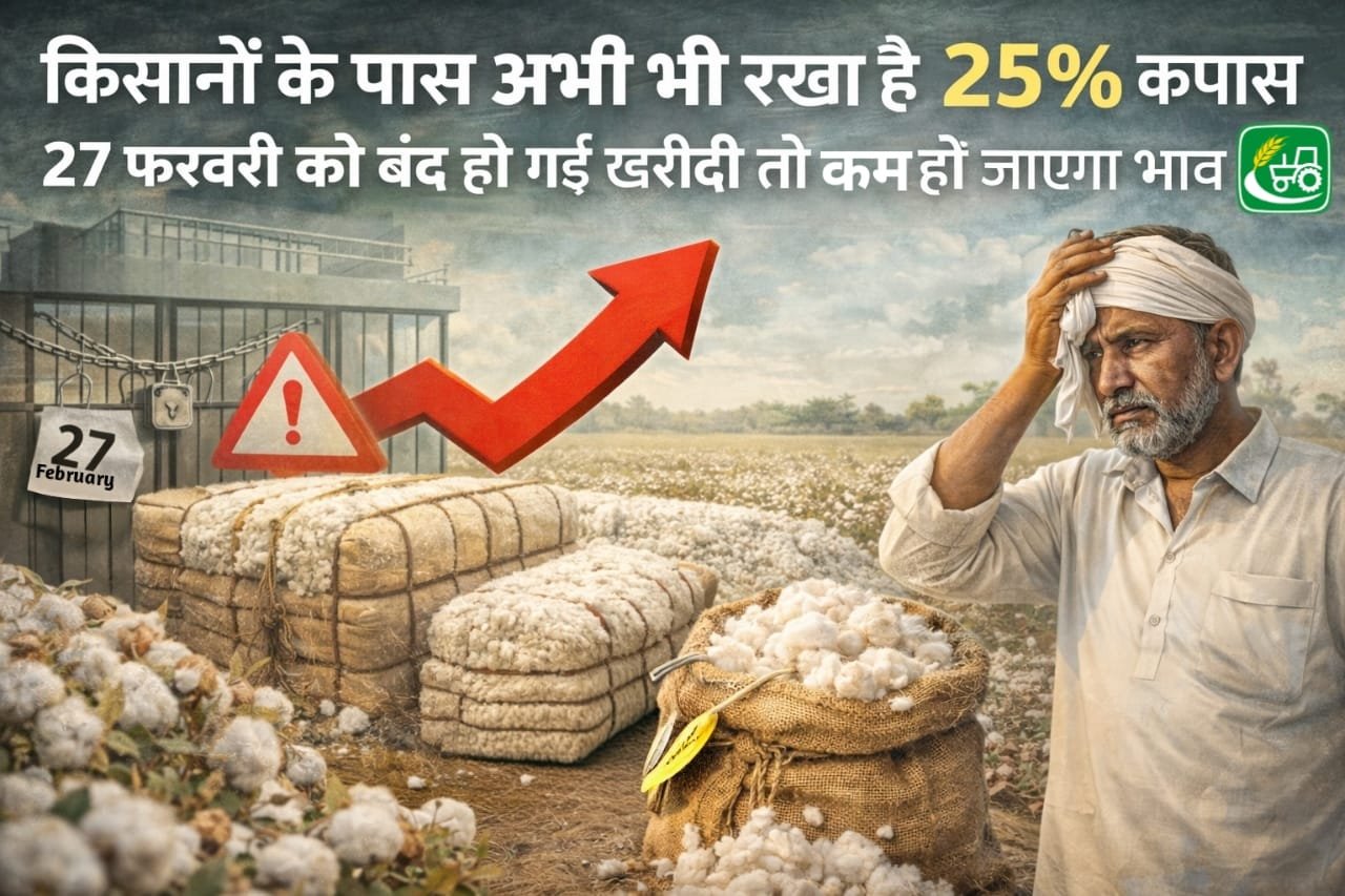 किसानों के पास अभी भी रखा  है 25 % कपास, 27 फरवरी को बंद हो गई खरीदी तो कम हो जाएगा भाव,27 February ko band ho gai kapas ki kharidi to kam ho jayga bhav