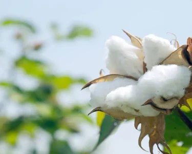 Record istar par pahucha kapas aayat