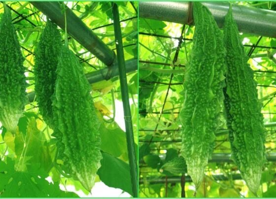 Garmi badhte hi karele fasal par kito ka aatank , samay rhte apnaye ye bachav ke upaay