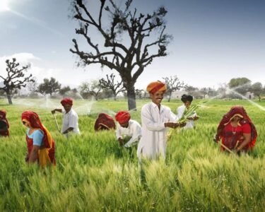 Rajasthan me 6 digree jyada tapmaan ,gehu oe sarso par mandrane laga khatra