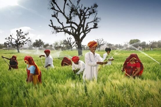 Rajasthan me 6 digree jyada tapmaan ,gehu oe sarso par mandrane laga khatra