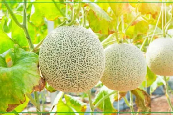 february-march me kare kharbuje ki buvai, jaane behtar utpadan ke aasan tarike