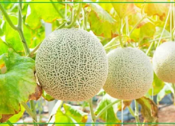 february-march me kare kharbuje ki buvai, jaane behtar utpadan ke aasan tarike