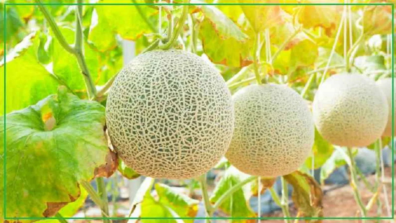 फरवरी-मार्च में करें खरबूजे की बुवाई, जानें बेहतर उत्पादन के आसान तरीके february-march me kare kharbuje ki buvai, jaane behtar utpadan ke aasan tarike