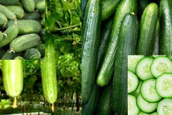 February hai khira bone ka sahi samay , garmiyo me milega tagda munafa.